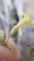 Erythranthe geniculata