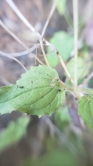 Erythranthe geniculata