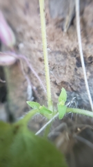 Erythranthe geniculata