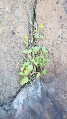 Erythranthe geniculata