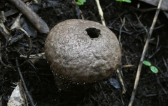 Lycoperdon compactum