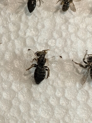 Calliopsis subalpina