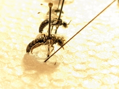 Calliopsis subalpina