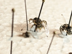 Calliopsis subalpina