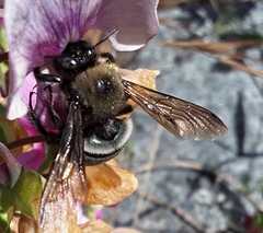 Xylocopa californica californica