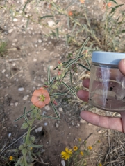 Calliopsis subalpina