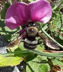 Xylocopa californica californica