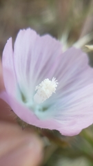 Sidalcea calycosa calycosa