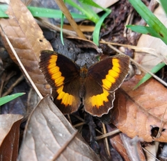 Pedaliodes phaea