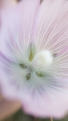 Sidalcea calycosa calycosa