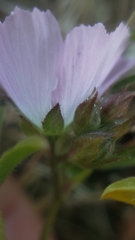 Sidalcea calycosa calycosa