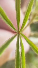 Sidalcea calycosa calycosa