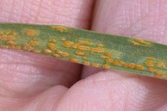 Puccinia striiformis