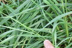 Puccinia striiformis