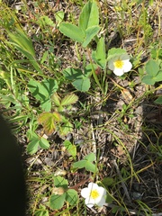 Fragaria virginiana glauca