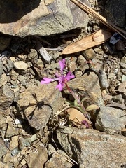Clarkia biloba