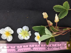 Fragaria virginiana glauca