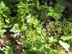 Floerkea proserpinacoides