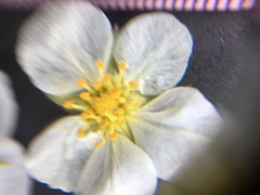 Fragaria virginiana glauca