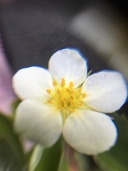 Fragaria virginiana glauca