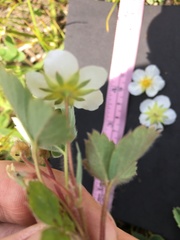 Fragaria virginiana glauca