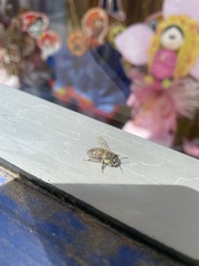 Apis mellifera