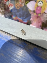 Apis mellifera