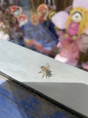 Apis mellifera