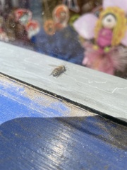 Apis mellifera