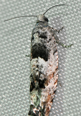 Pseudexentera spoliana
