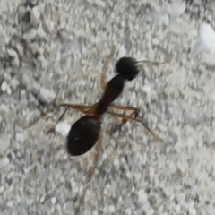 Camponotus