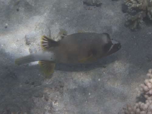 Arothron nigropunctatus