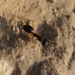Camponotus