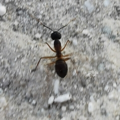 Camponotus