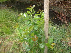 Psidium cattleyanum