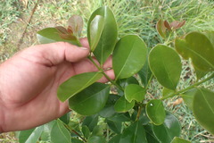 Psidium cattleyanum