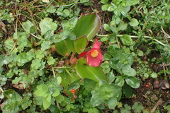 Begonia semperflorens-cultorum
