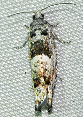 Pseudexentera spoliana