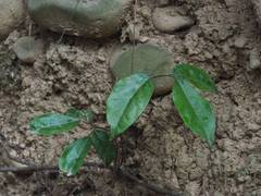 Urceola rosea