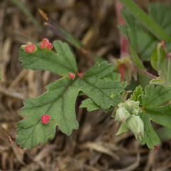 Puccinia malvacearum