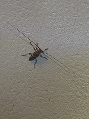 Graphisurus fasciatus