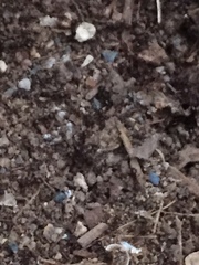 Tetramorium immigrans