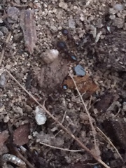 Tetramorium immigrans