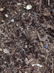 Tetramorium immigrans