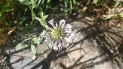 Trifolium willdenovii