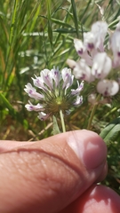 Trifolium willdenovii