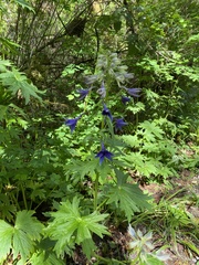 Delphinium trolliifolium