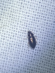 Selenophorus
