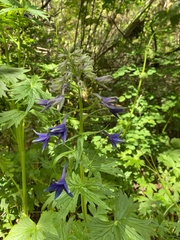 Delphinium trolliifolium