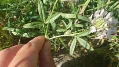 Trifolium willdenovii